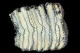 Polished Mammoth Molar Section - South Carolina #125524-1